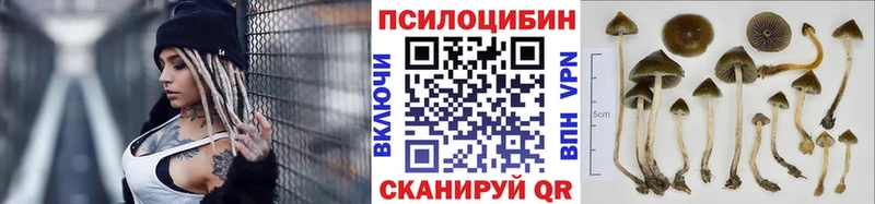 Псилоцибиновые грибы Cubensis  Барабинск 
